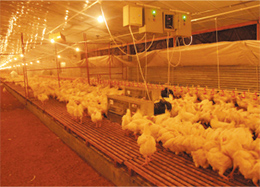 種雞刮板鏈條輸送喂料系統