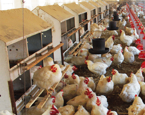 人工撿蛋產蛋箱